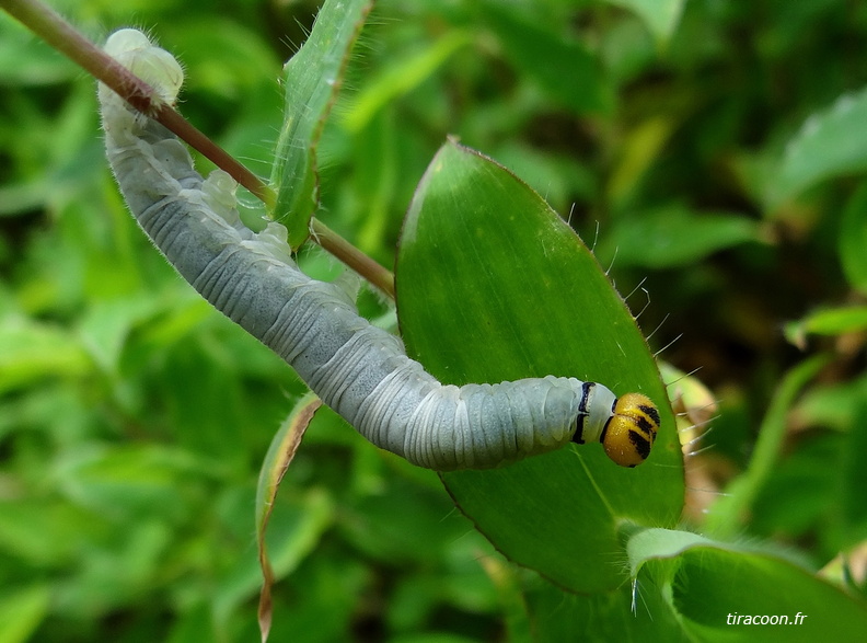 	Nyctelius nyctelius agari	