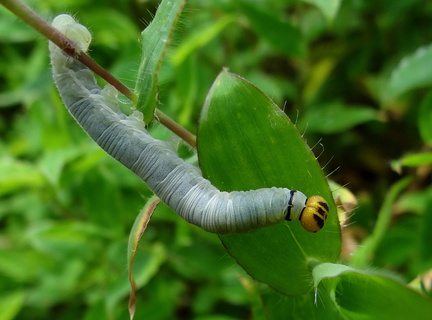 	Nyctelius nyctelius agari	