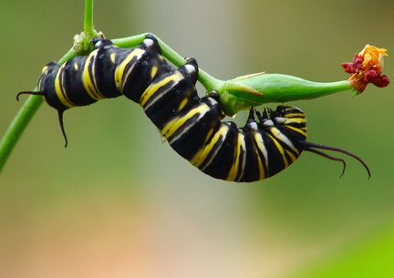 	Danaus plexippus tobagi