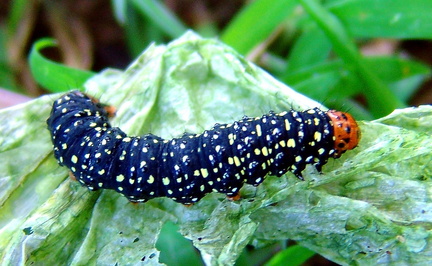 	Xanthopastis timais	