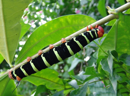 	Pseudosphinx tetrio