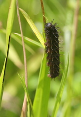 	Anartia jatrophae	