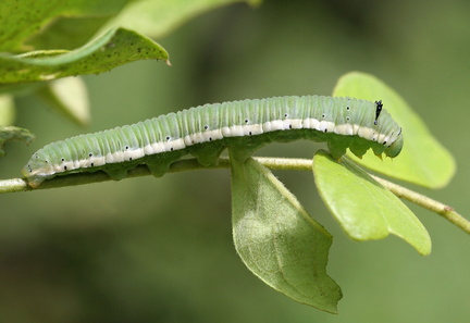 	Anteos maerula	