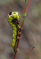 	Chenille de Sphinx