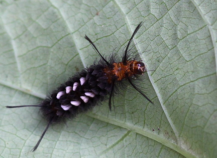 	Syntomeida melanthus