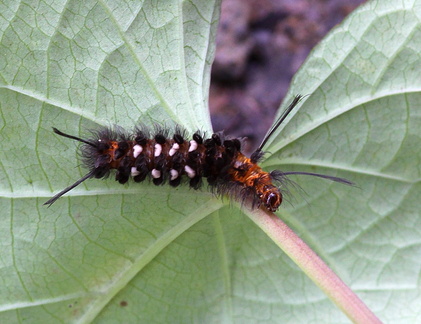 	Syntomeida melanthus