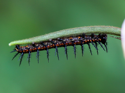 	Agraulis vanillae insularis