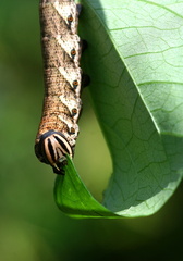 	Agrius cingulatus