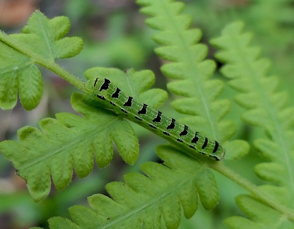 	Callopistria floridensis