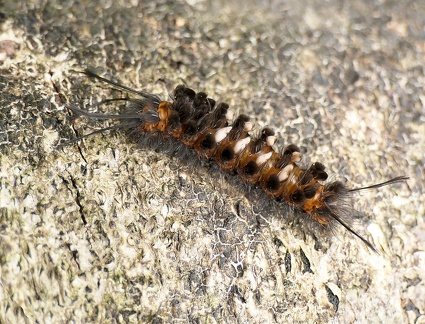 	Syntomeida melanthus