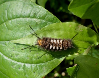 	Syntomeida melanthus