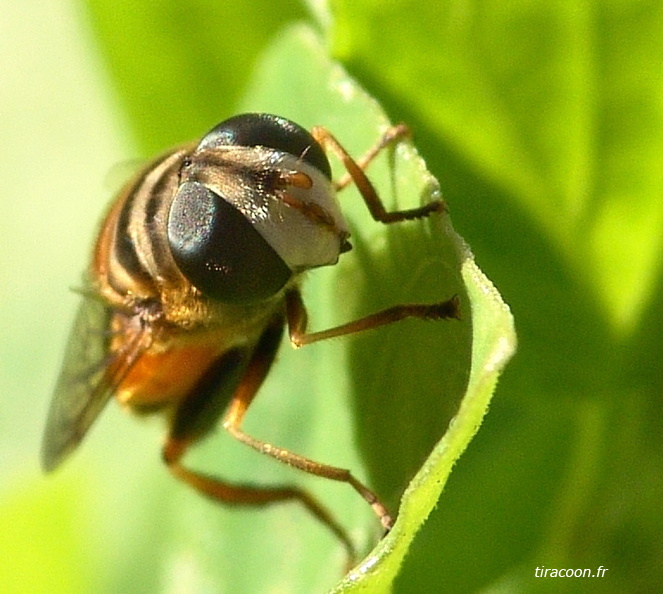 Eristale, Palpada vinetorum, famille des Syrphidae. Basse-Terre (29/07/04). DSC01492M.jpg