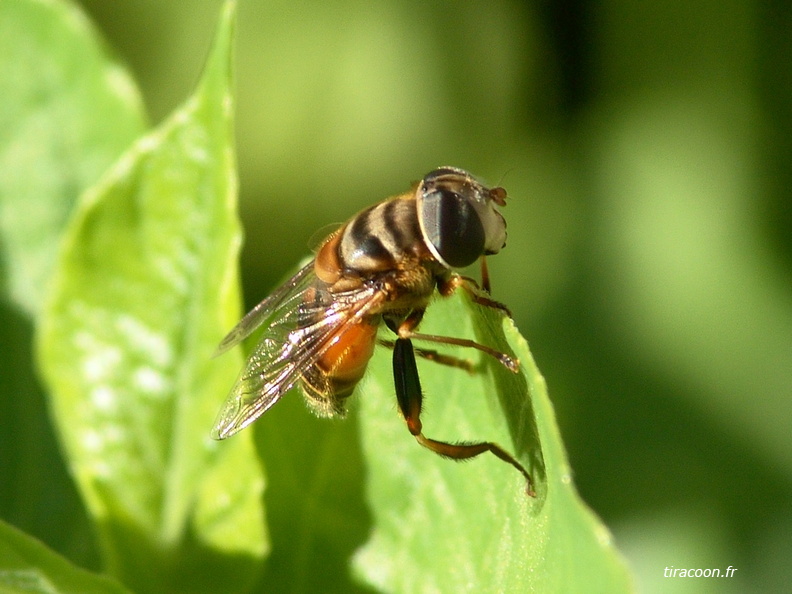 Eristale, Palpada vinetorum, famille des Syrphidae. Basse-Terre (29/07/04). DSC01499.jpg
