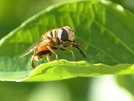 	Palpada vinetorum	