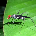 	Scipopus sp.	