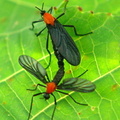 	Plecia sp.	