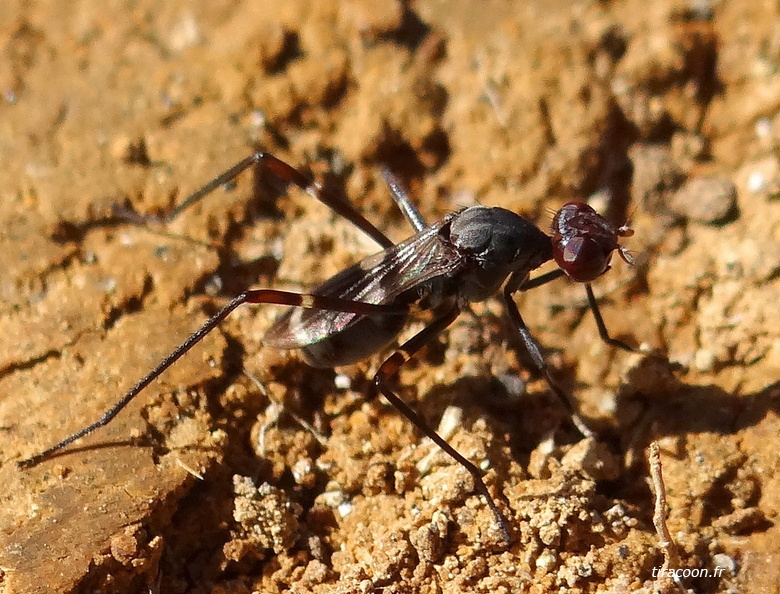 	Taeniaptera lasciva	