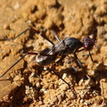 	Taeniaptera lasciva	