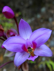 	Spathoglottis plicata