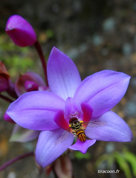 	Spathoglottis plicata