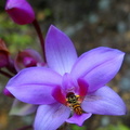 	Spathoglottis plicata