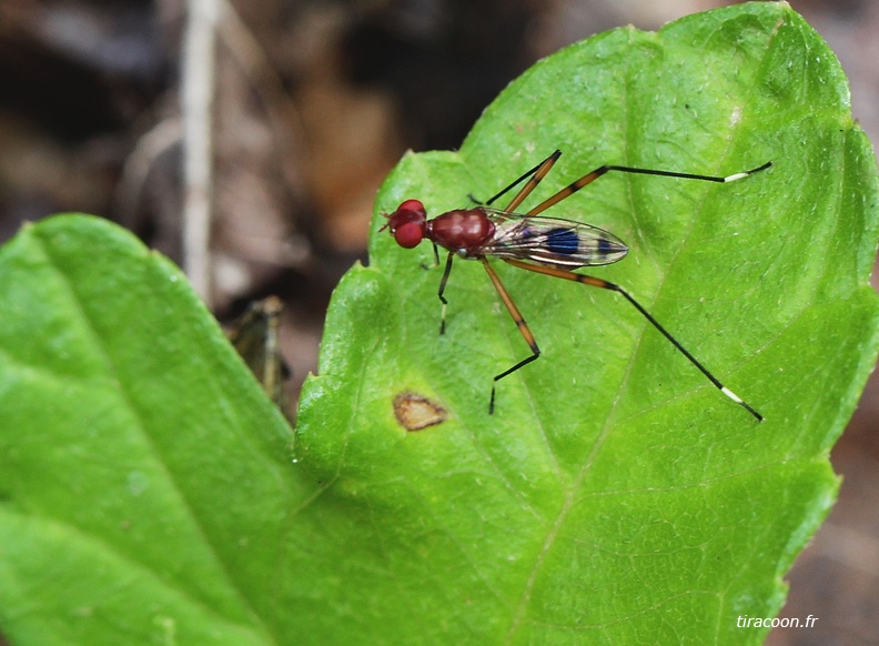 Hoplocheiloma totliana