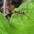 Hoplocheiloma totliana