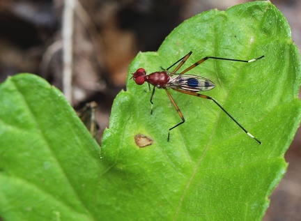 Hoplocheiloma totliana