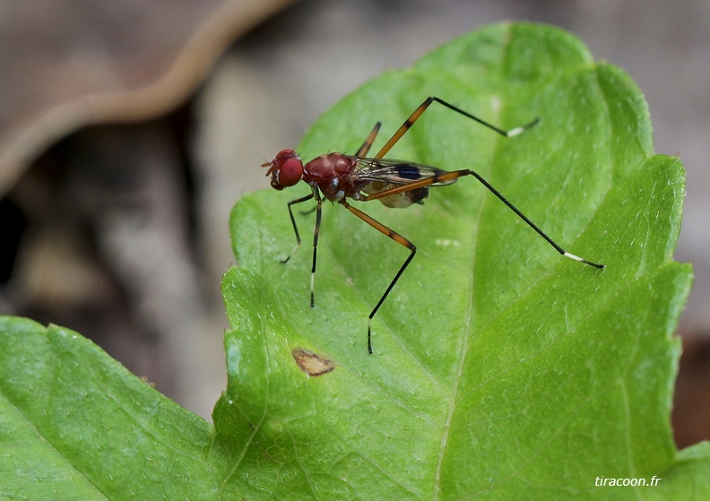 Hoplocheiloma totliana