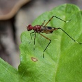 Hoplocheiloma totliana