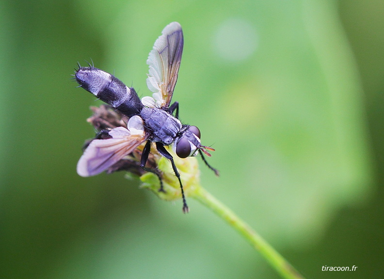 Cyllindromyia atra