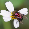 	Ornidia obesa	