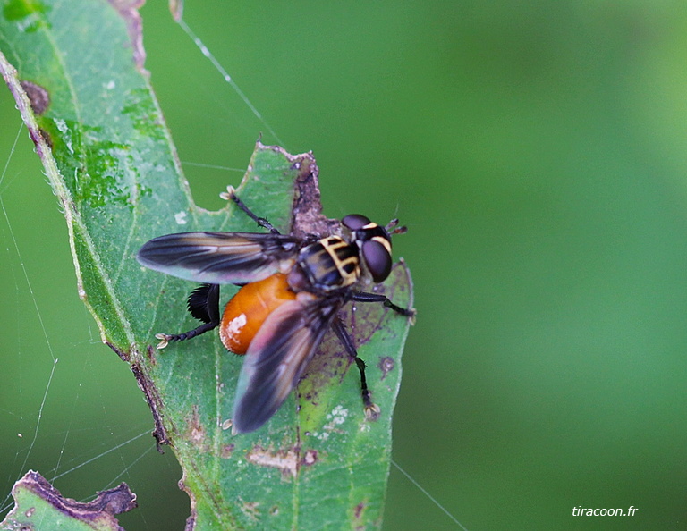 	Trichopoda pennipes