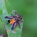 	Trichopoda pennipes