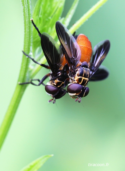 	Trichopoda pennipes