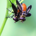 	Trichopoda pennipes