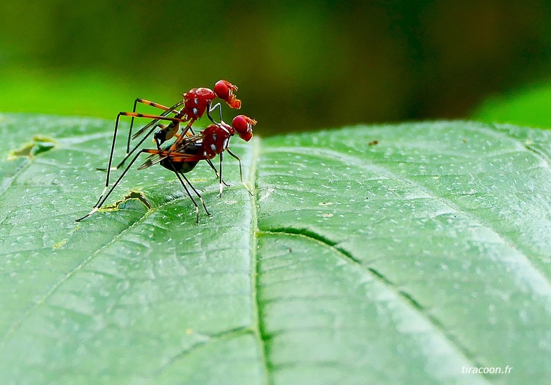 Grallipeza spinuliger