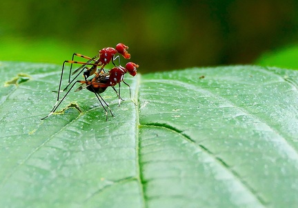 Grallipeza spinuliger