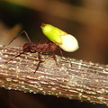 	Fourmi manioc	