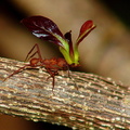 	Acromyrmex octospinosus