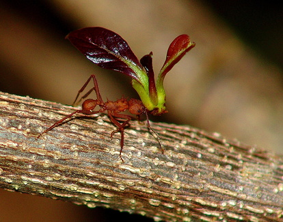 	Acromyrmex octospinosus