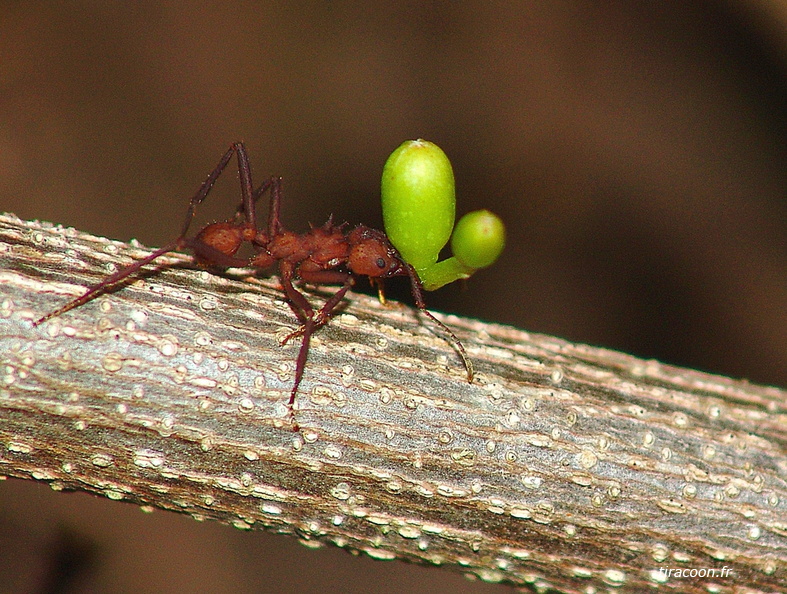 	Acromyrmex octospinosus