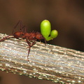 	Acromyrmex octospinosus