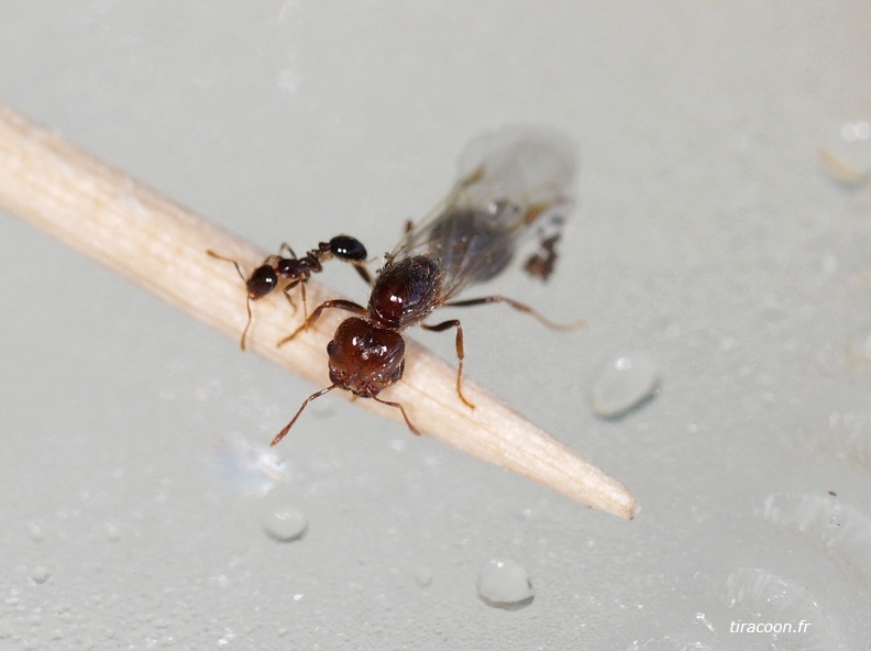 	Solenopsis geminata