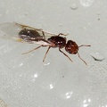 	Solenopsis geminata