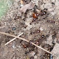 	Solenopsis geminata