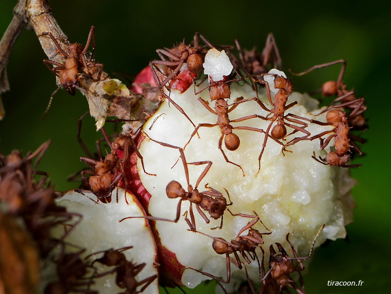 Acromyrmex octospinosus, fourmis manioc en train de découper un fruit, icaque (Chrysobalanus icaco).
Trois-Rivières (17/11/2014). IMG_0606M.jpg