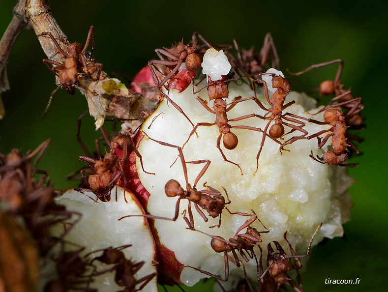 	Acromyrmex octospinosus	