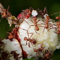 	Acromyrmex octospinosus	