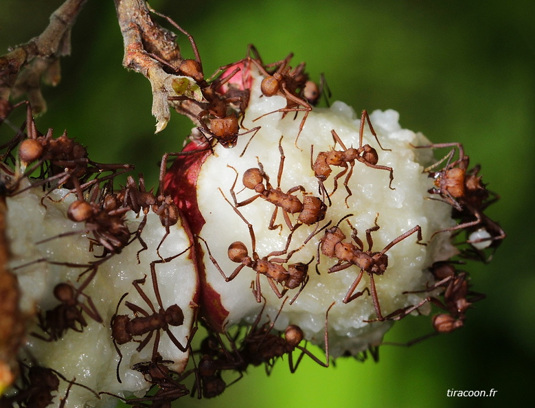 	Acromyrmex octospinosus	